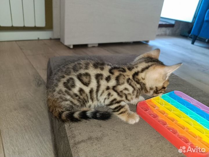 Бенгальский котик