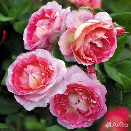 Роза Мадам де Сталь флорибунда саженцы