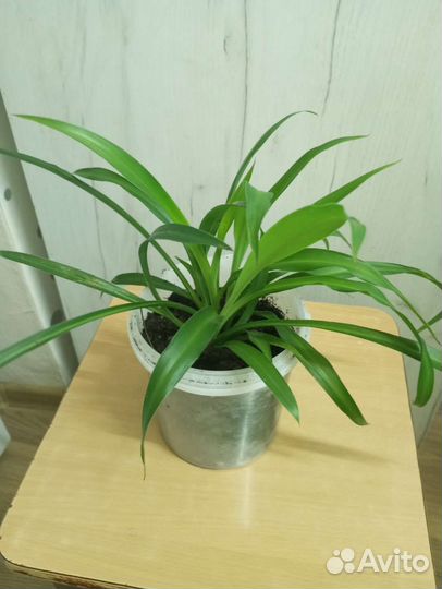 Хлорофитум