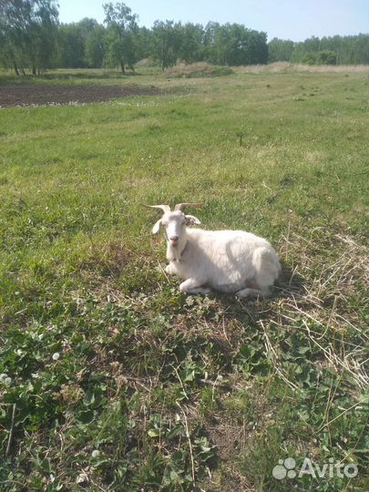 Коза дойная молочная