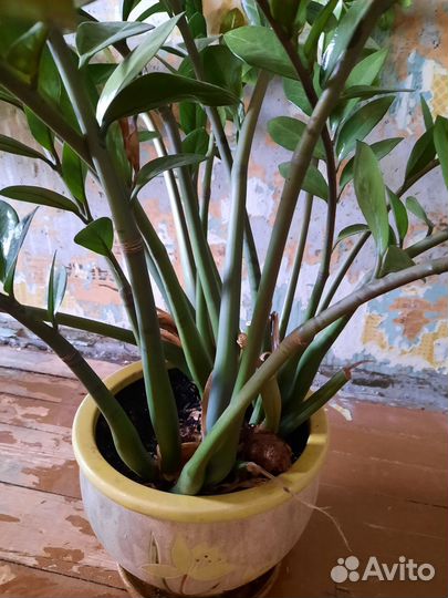 Замиокулькас