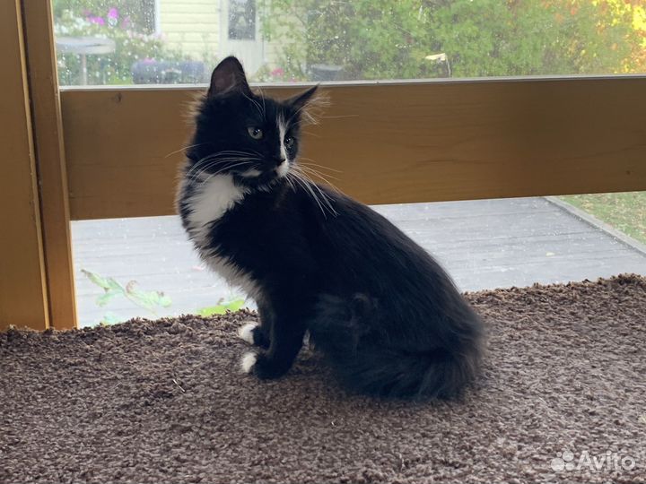 Котенок девочка