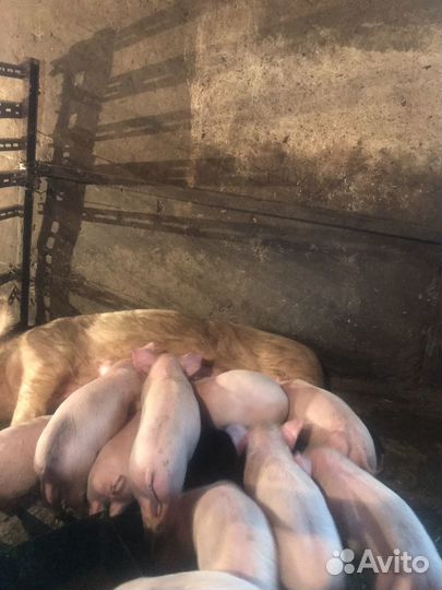 Поросенок ландрас 1 месяц