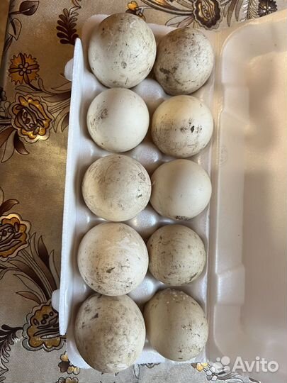 Инкубационное яйцо индоутки