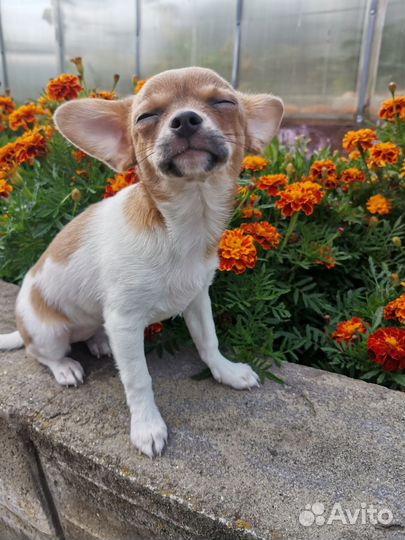 Чихуахуа девочка