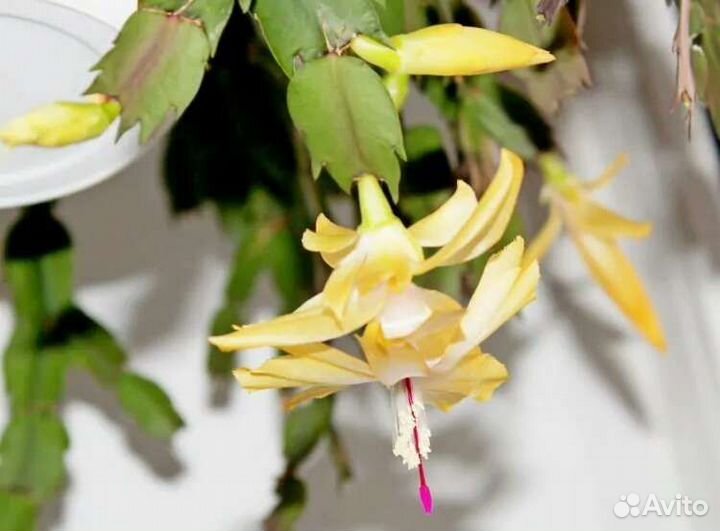 Декабрист Шлюмбергера,разные цвета