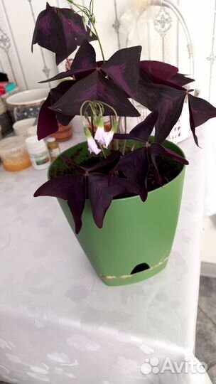 Комнатные цветы кислица