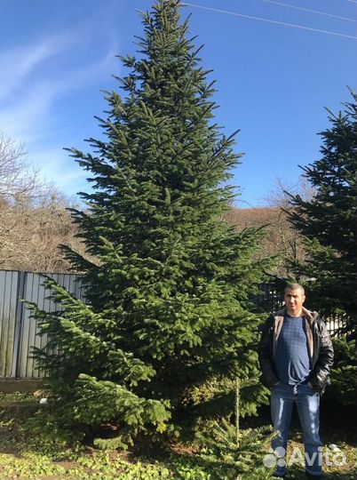 Пихта Кавказская