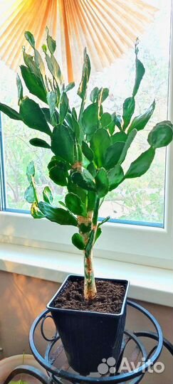 Опунция (Заячьи уши)