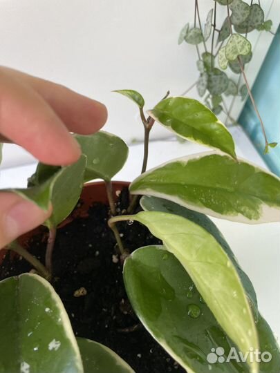 Хойя Кримсон Квин (Krimson queen)