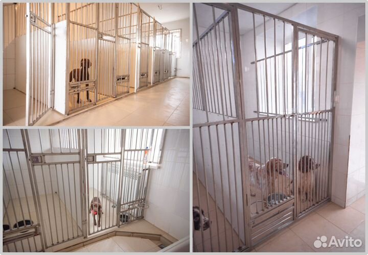 Передержка собак в Нижнем Новгороде