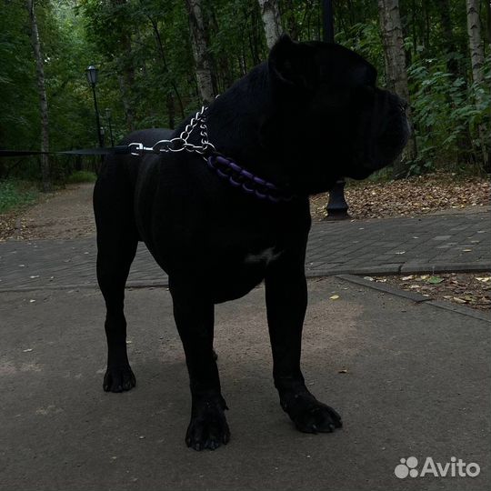 Выгул собак/передержка/дрессировка