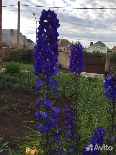 Многолетние цветы