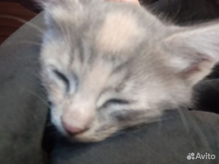 Котенок в дар