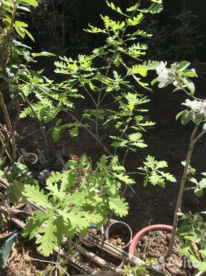 Саженцы дуба С закрытой корневой системой