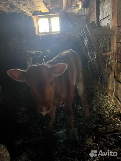 Корова стельная и тёлочки