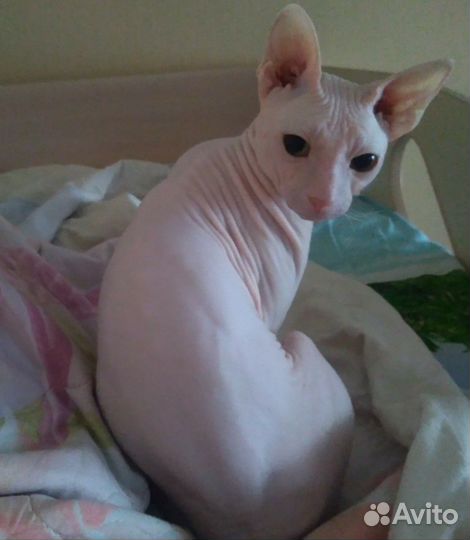 Ждём кошечку на вязку