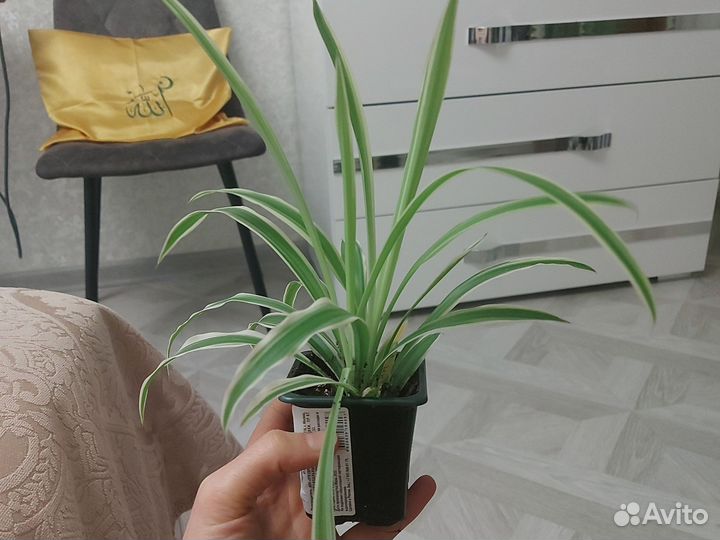 Хлорофитум