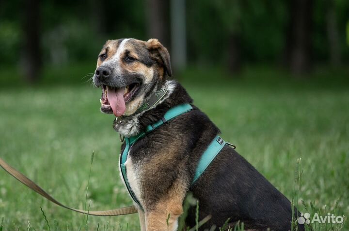 Собака в дар овчарка добрая