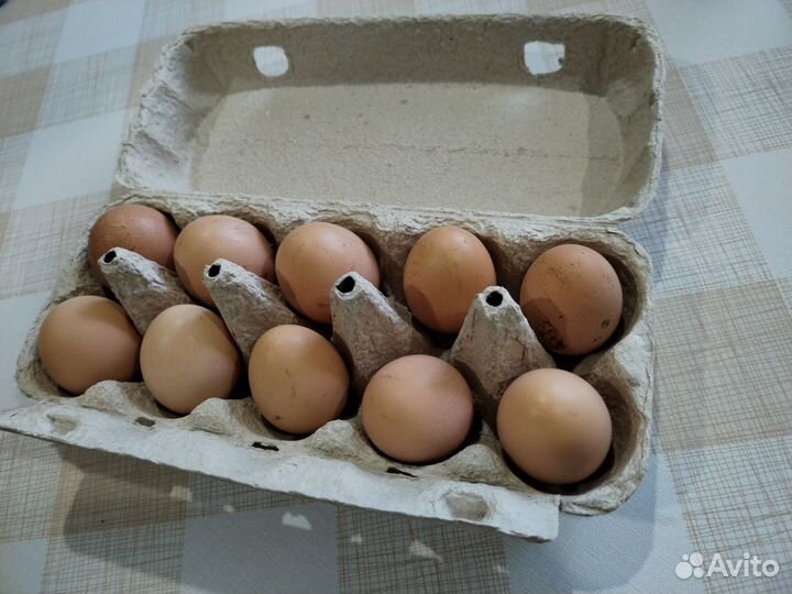 Домашние куриные яйца