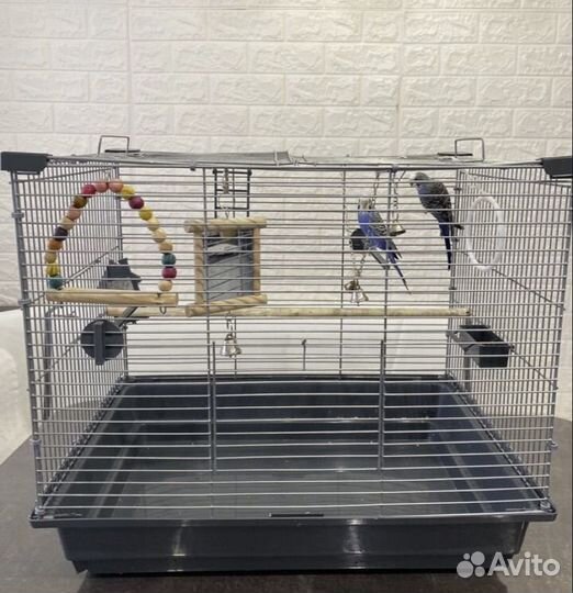 Волнистые попугаи