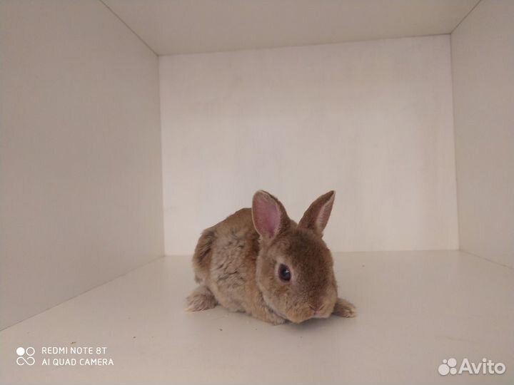 Кролик - Карликовый плюшевый рекс