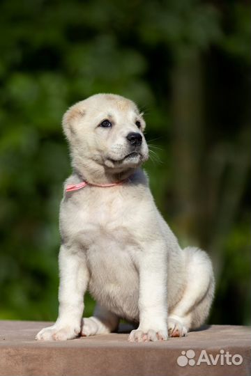 Сао алабай девочка