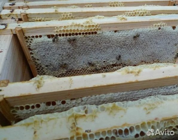 Мед 2024 года из Алтая оптом