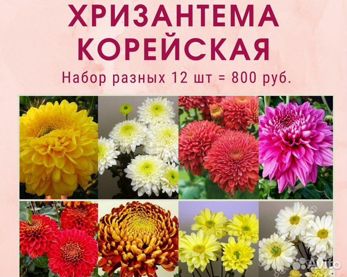 Хризантема мультифлора