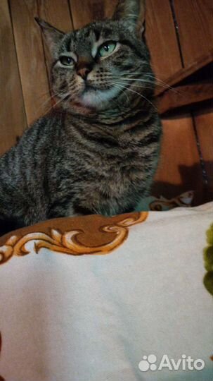 Кошка в дар бесплатно