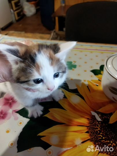 Кошка