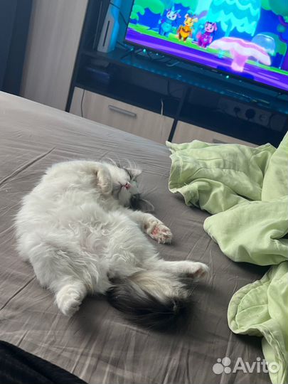 Передержка котов, кошек