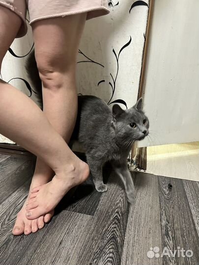 Кошечка в добрые руки