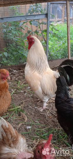 Продам петуха