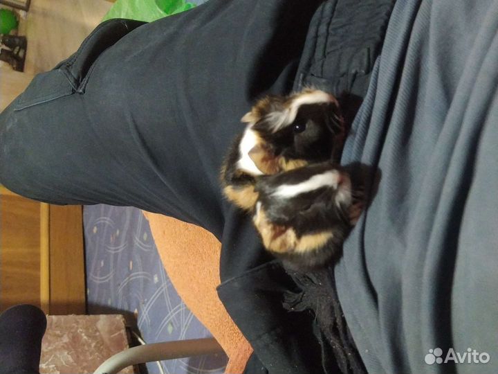 Морская свинка