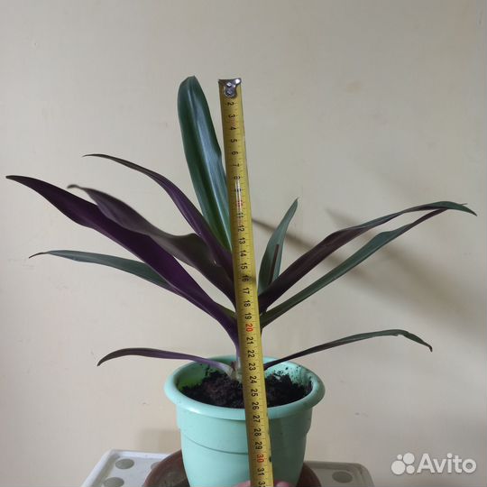 Традесканция рео