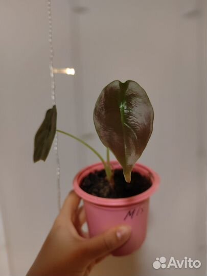 Алоказия купера ред сикрет