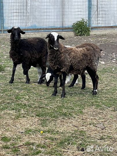 Овцы и баран
