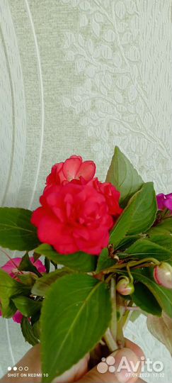 Бальзамин ванька мокрый