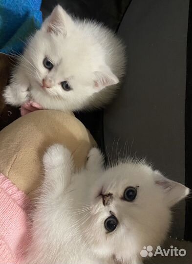 Британские котята