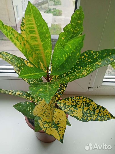 Кодиеум кротон