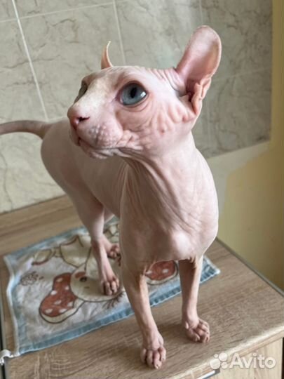 Вязка с эльфом