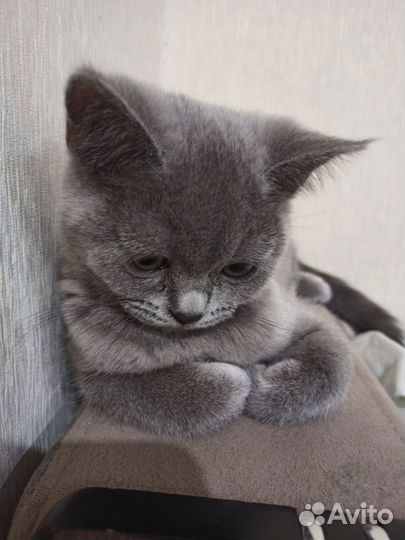 Британская короткошерстная кошка