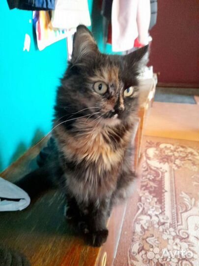 Кошечка в добрые руки