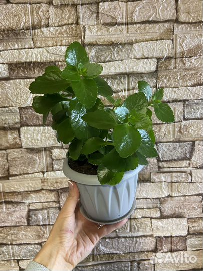 Комнатные растения цветы