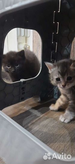 Котята бесплатно