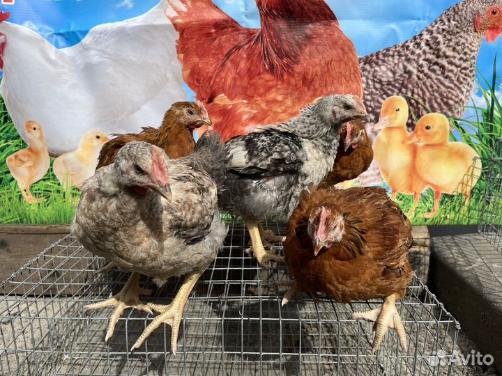 Куры молодки несушки