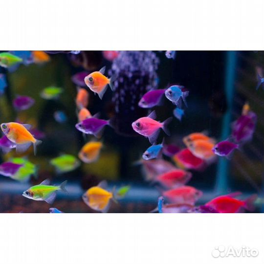 Чистка аквариума