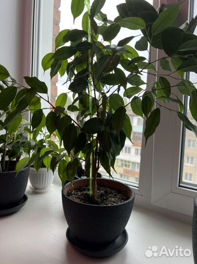 Фикус Бенджамина