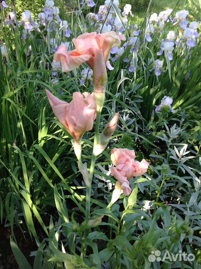 Садовые цветы